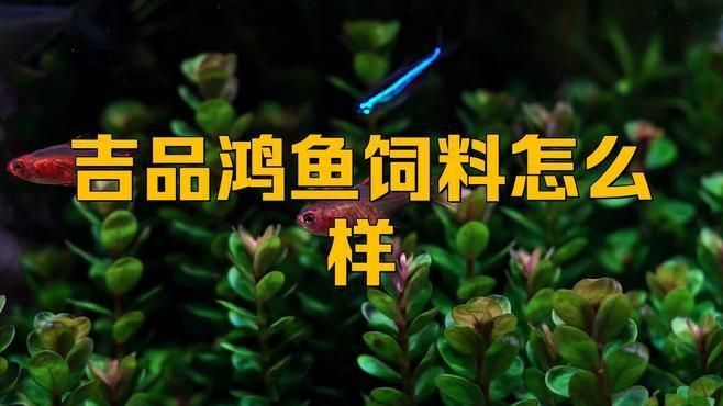 金魚(yú)飼料哪個(gè)牌子好