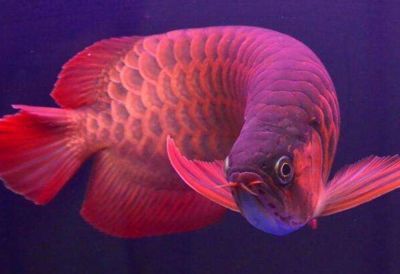 龍魚剪眼睛：關于龍魚剪眼睛的具體信息 龍魚剪眼睛：關于龍魚剪眼睛的具體信息 龍魚百科 第1張