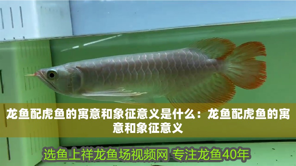 龍魚配虎魚的寓意和象征意義是什么：龍魚配虎魚的寓意和象征意義