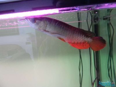 龍魚水霉病的治療周期（龍魚水霉病怎么治療）