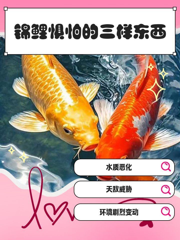 錦鯉最怕三個(gè)東西