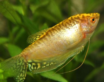 黃曼龍魚肚子多大產卵圖片【黃曼龍魚產卵前的飲食管理參考】