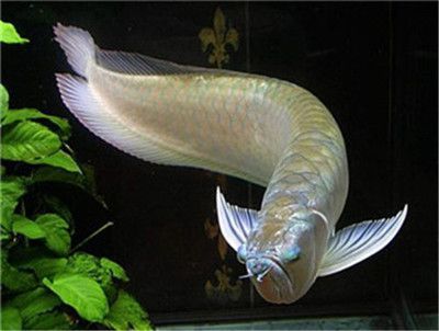 白子銀龍魚價(jià)格多少錢一條（2019銀龍魚價(jià)格多少錢一條銀龍魚價(jià)格多少錢一條）