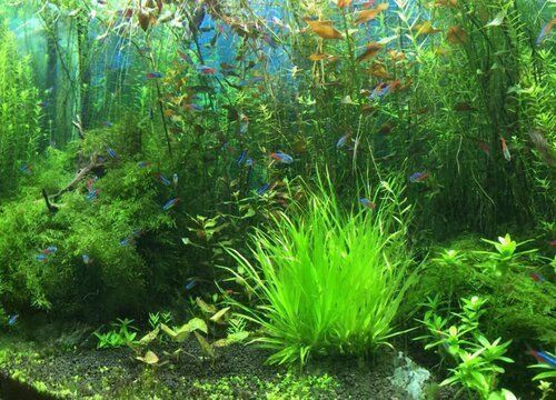 老魚匠龍魚燈怎么樣：老魚匠龍魚飼料怎么樣？全面評測與使用體驗(yàn)分享