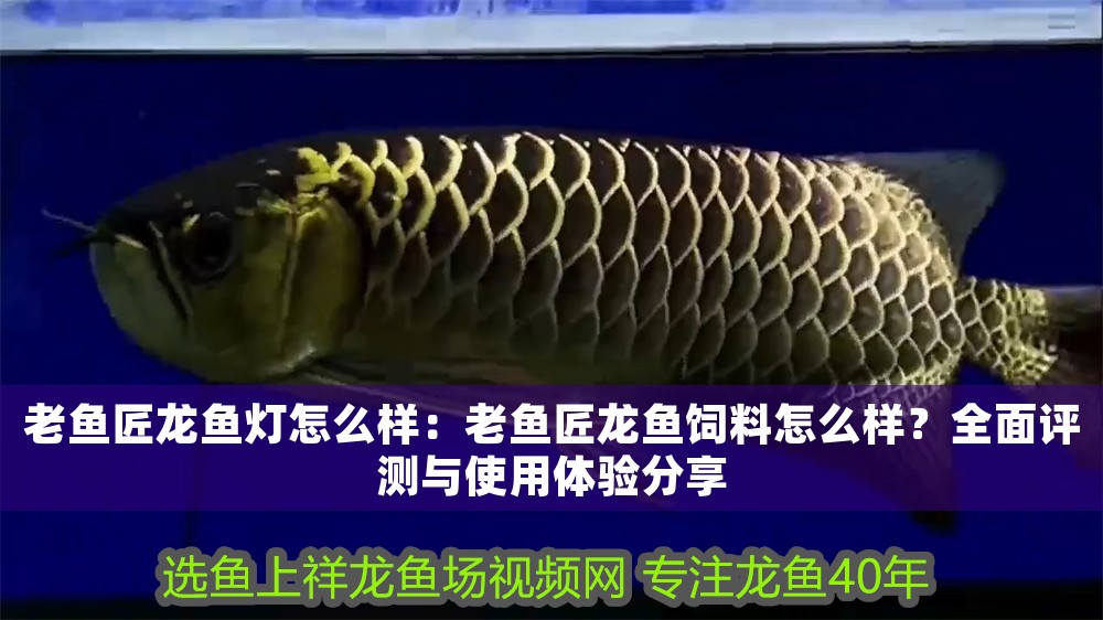 老魚匠龍魚燈怎么樣：老魚匠龍魚飼料怎么樣？全面評測與使用體驗分享