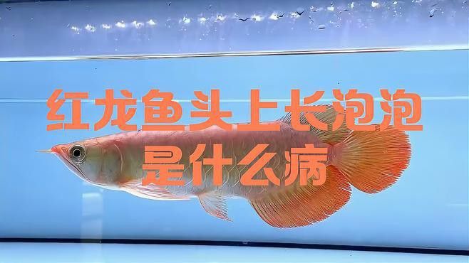 治療龍魚(yú)水泡病需要多長(zhǎng)時(shí)間？