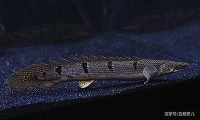 恐龍魚小型：小型恐龍魚是一類適合家庭飼養(yǎng)的觀賞魚，恐龍魚品種顏色差異