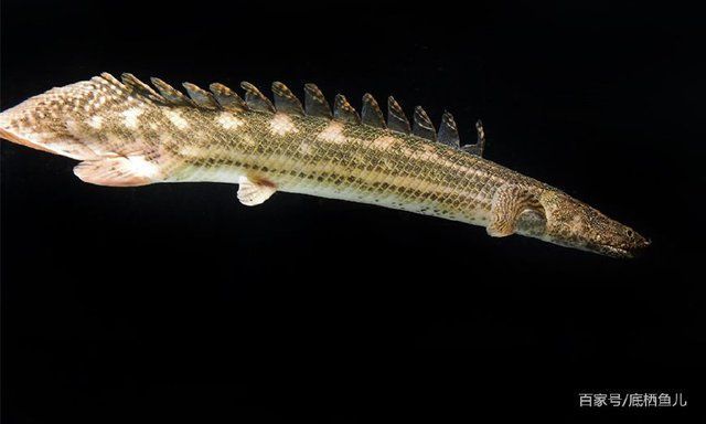 恐龍魚小型：小型恐龍魚是一類適合家庭飼養(yǎng)的觀賞魚，恐龍魚品種顏色差異