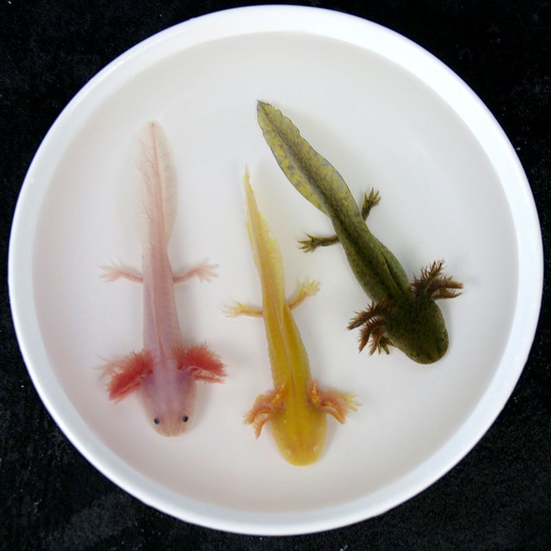 恐龍魚小型：小型恐龍魚是一類適合家庭飼養(yǎng)的觀賞魚，恐龍魚品種顏色差異