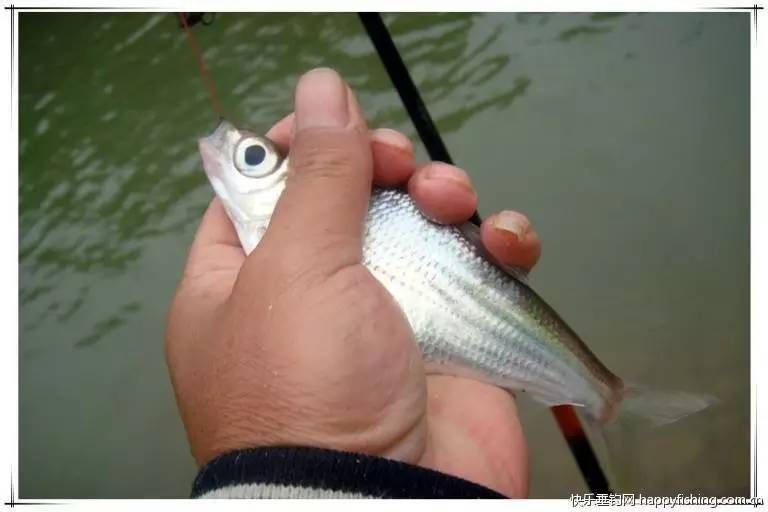 龍魚30公分長到40公分 要多長時間【30公分長到40公分的龍魚生長速度會影響生長速度】