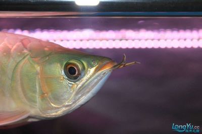 龍魚須發(fā)黑的處理方法：龍魚須發(fā)黑怎么辦
