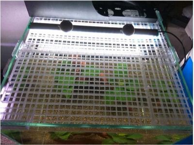 養雷龍魚用什么過濾：養雷龍魚時過濾系統的選用是非常重要的一步