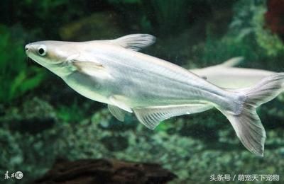 家里銀龍魚一般養幾條（銀龍魚一般養幾條合適）