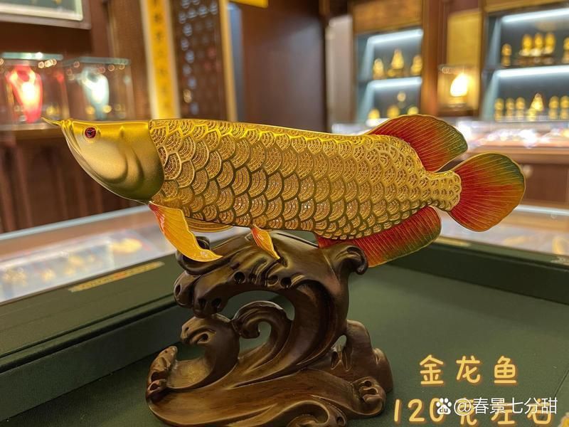 金龍魚五行屬什么