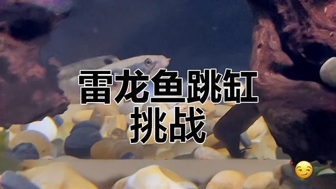 雷龍魚跳缸是什么原因 雷龍魚跳缸是什么原因 龍魚百科 第5張