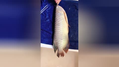 龍魚掉眼手術失敗的原因分析：龍魚掉眼手術后如何護理