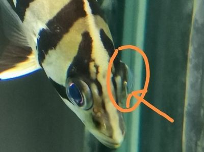 龍魚眼睛上有個小白點是什么原因：龍魚眼睛上有一個小白點是什么原因引起的，可能是多種原因引起的