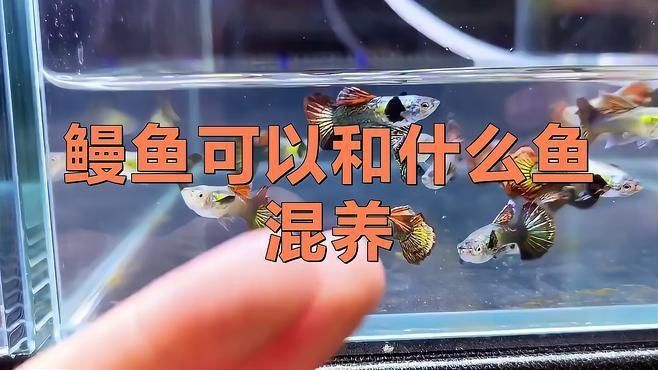 鰻魚可以和什么魚混養