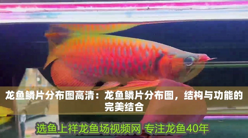 龍魚鱗片分布圖高清：龍魚鱗片分布圖，結構與功能的完美結合