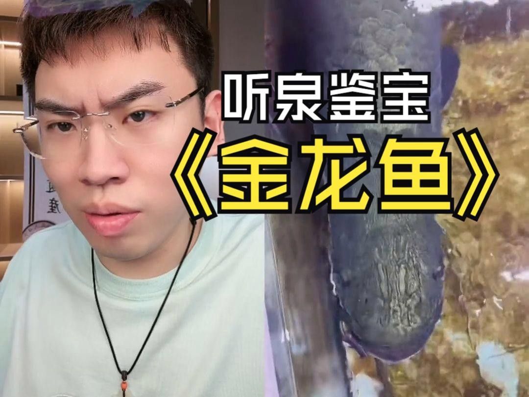 寶石金龍魚有哪些經(jīng)典拍攝角度？