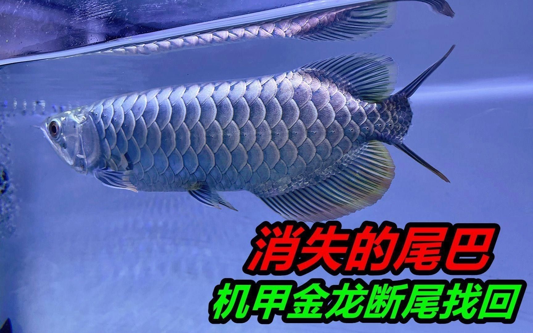 寶石金龍魚有哪些經(jīng)典拍攝角度？
