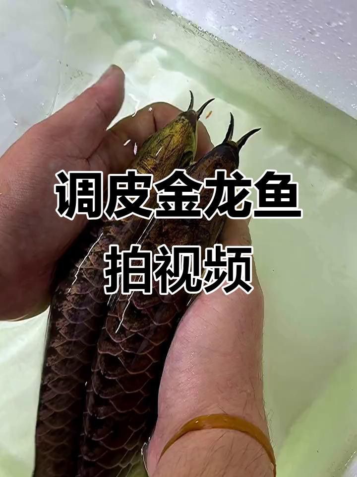 寶石金龍魚有哪些經(jīng)典拍攝角度？