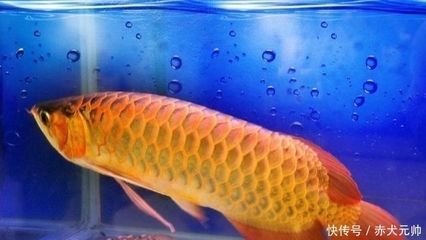 金龍魚是什么魚？多少錢一條？：金龍魚是什么魚