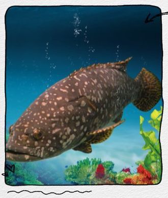 龍躉和龍膽是一種魚嗎 龍躉和龍膽是一種魚嗎 龍魚百科 第1張