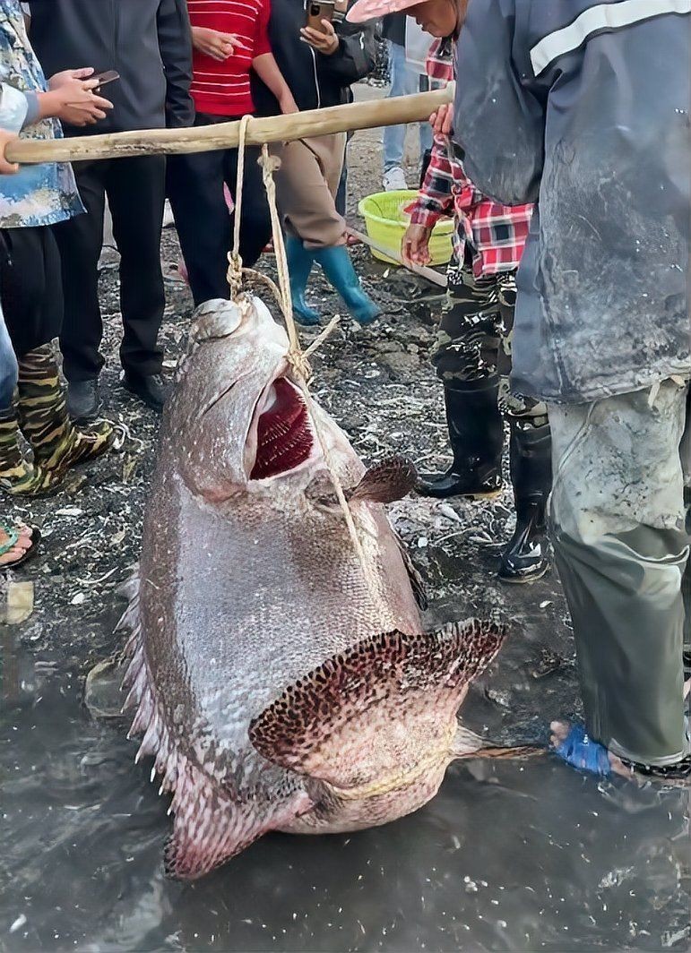 龍躉和龍膽是一種魚嗎 龍躉和龍膽是一種魚嗎 龍魚百科 第3張