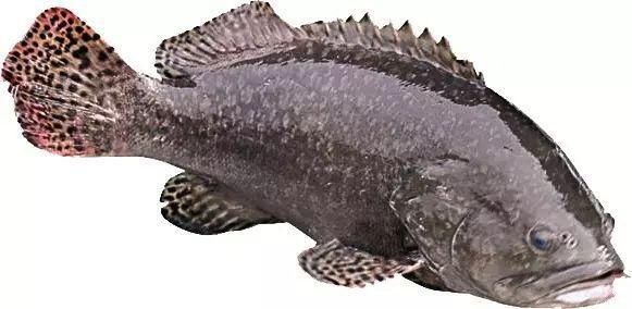 龍躉和龍膽是一種魚嗎 龍躉和龍膽是一種魚嗎 龍魚百科 第5張