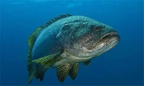 龍躉和龍膽是一種魚嗎 龍躉和龍膽是一種魚嗎 龍魚百科 第4張