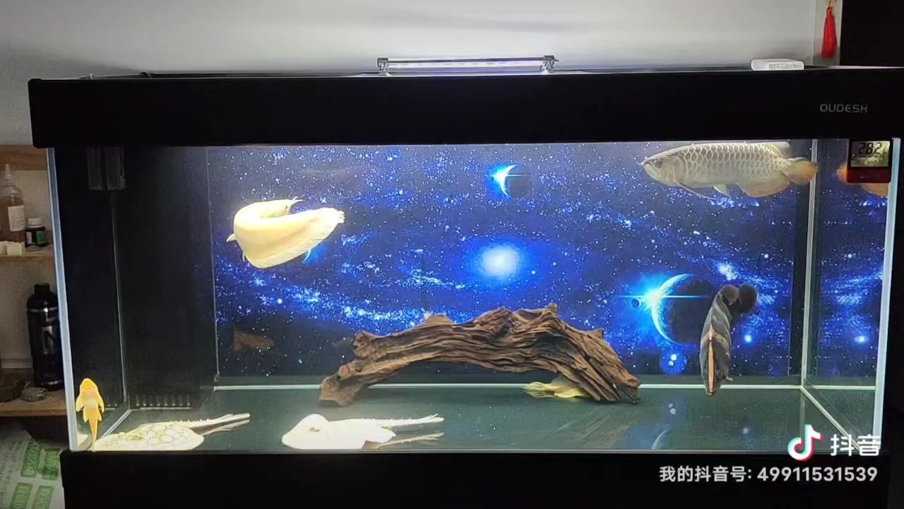 龍魚(yú)需要側(cè)燈嗎：龍魚(yú)使用頂燈還是側(cè)燈，專(zhuān)家建議使用頂燈，有助于龍魚(yú)發(fā)色