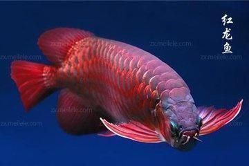 龍魚(yú)叫什么名字好聽(tīng)點(diǎn)：水族箱中飼養(yǎng)龍魚(yú)時(shí)