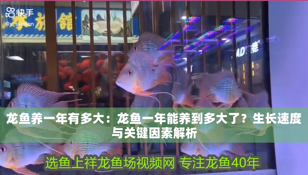 龍魚養(yǎng)一年有多大：龍魚一年能養(yǎng)到多大了？生長(zhǎng)速度與關(guān)鍵因素解析