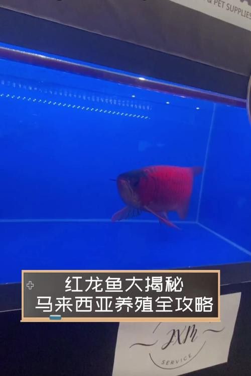 如何聯系實體養殖場購買紅龍？