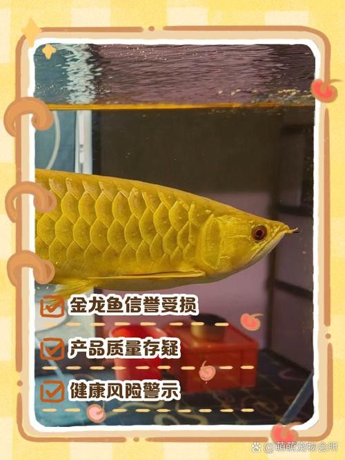 如何檢測金龍魚是否健康