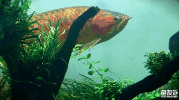 龍魚眼球發(fā)白怎么回事兒 龍魚眼球發(fā)白怎么回事兒 龍魚百科 第2張