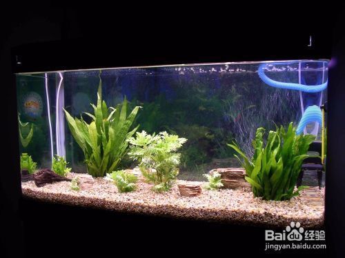 龍魚一直趴缸：龍魚趴缸與環(huán)境變化的關(guān)系，龍魚趴缸的緊急處理措施