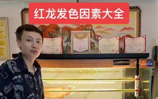 紅龍魚(yú)發(fā)色需要哪些條件 紅龍魚(yú)發(fā)色需要哪些條件 龍魚(yú)百科 第2張