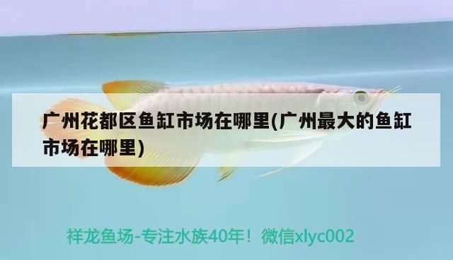 龍魚被打的奄奄一息了還能活嗎:龍魚的背景顏色選擇 龍魚百科 第10張 龍魚被打的奄奄一息了還能活嗎:龍魚的背景顏色選擇 龍魚被打的奄奄一息了還能活嗎:龍魚的背景顏色選擇 龍魚百科 第10張