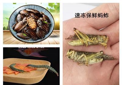 龍魚怎么喂養(yǎng)螞蚱好看一點(diǎn)：喂養(yǎng)龍魚螞蚱需要注意的事項(xiàng) 龍魚怎么喂養(yǎng)螞蚱好看一點(diǎn)：喂養(yǎng)龍魚螞蚱需要注意的事項(xiàng) 龍魚百科 第1張
