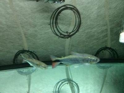 黃金河虎混養龍魚：黃金河虎與龍魚混養的注意事項 黃金河虎混養龍魚：黃金河虎與龍魚混養的注意事項 龍魚百科 第3張