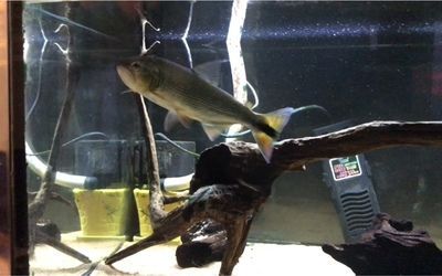黃金河虎混養龍魚：黃金河虎與龍魚混養的注意事項 黃金河虎混養龍魚：黃金河虎與龍魚混養的注意事項 龍魚百科 第2張
