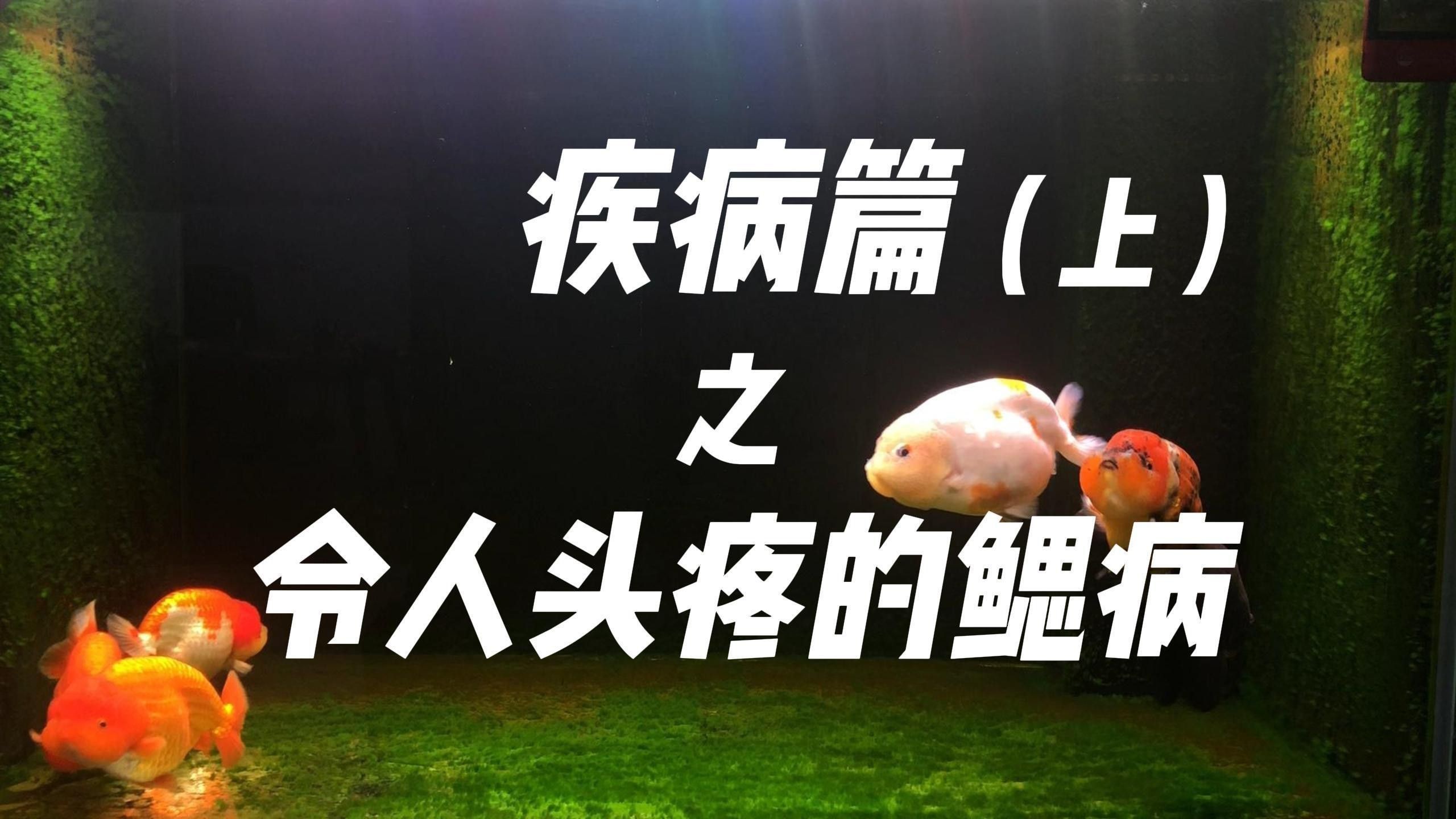 如何早期發現龍魚爛鰓?。?></span>04:2200:00/04:221.<a href=