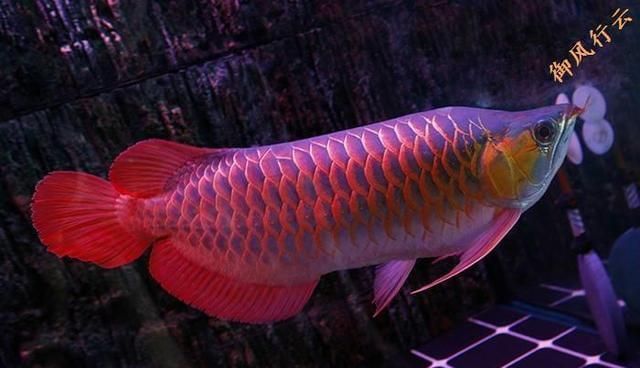紅龍魚象征什么意思（紅龍魚作為一種特殊的觀賞魚，在文化和風水中承載著豐富的寓意）