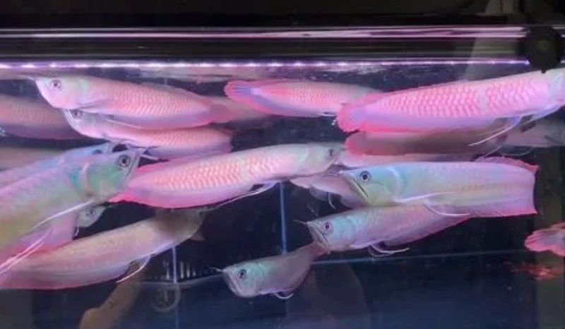 彩色銀龍魚 騙局 彩色銀龍魚 騙局 龍魚百科 第1張