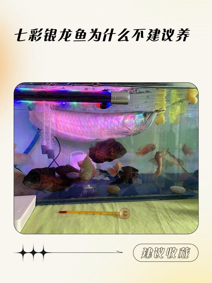彩色銀龍魚 騙局 彩色銀龍魚 騙局 龍魚百科 第2張