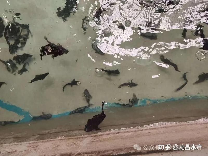 龍躉養(yǎng)殖有哪些常見疾病