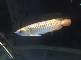 金龍魚重金屬和普通金龍區(qū)別：重金屬金龍魚和普通金龍魚有什么區(qū)別？