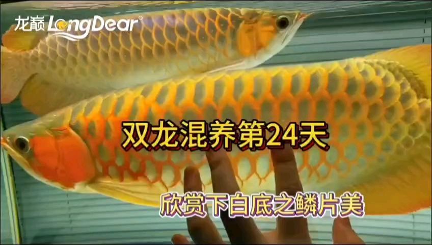 龍魚80缸嫌小么還能養(yǎng)嗎：80厘米長的魚缸并不適合養(yǎng)龍魚